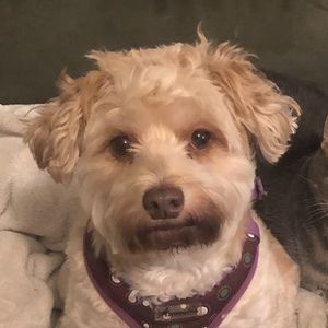 Meet your Posher, Posh